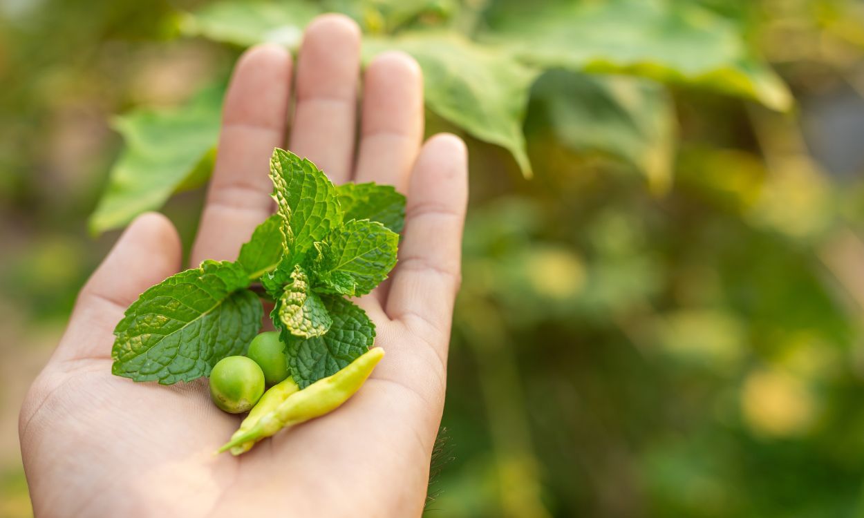 Nettle Leaf: Thyroid's New Best Friend?